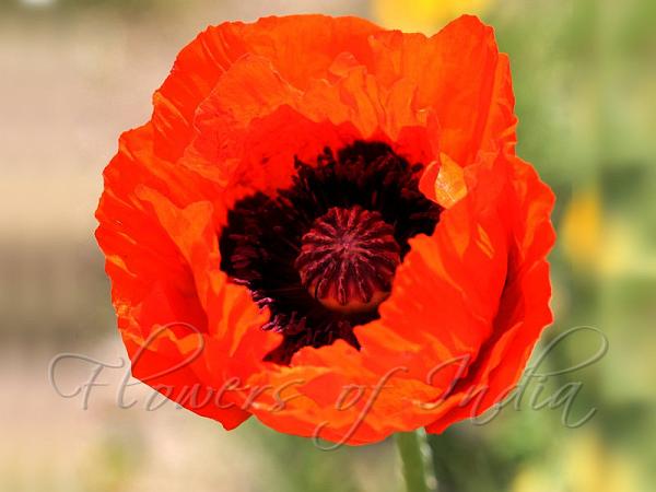 Iranian Poppy